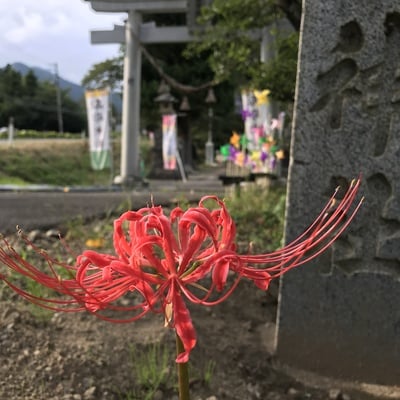 日常 秋の花 高司神社 むすびの神の鎮まる社 福島県磐梯熱海駅 からのお知らせ ホトカミ